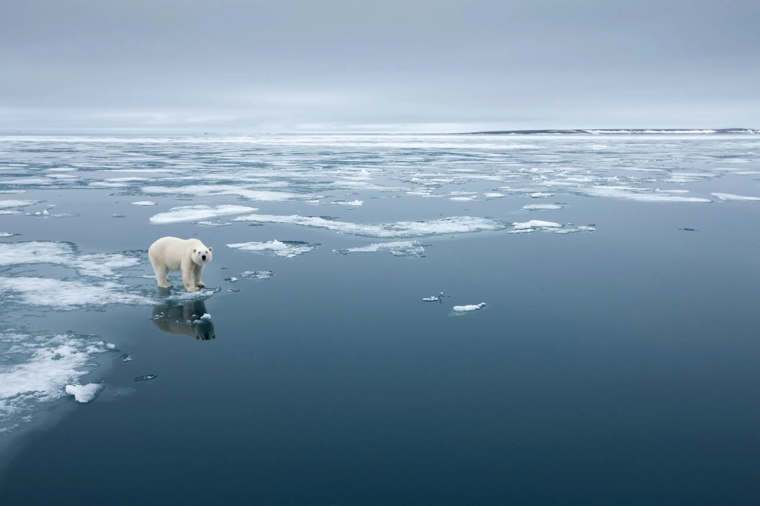 Lone polar bear standing on melting sea ice at the pack-ice edge
