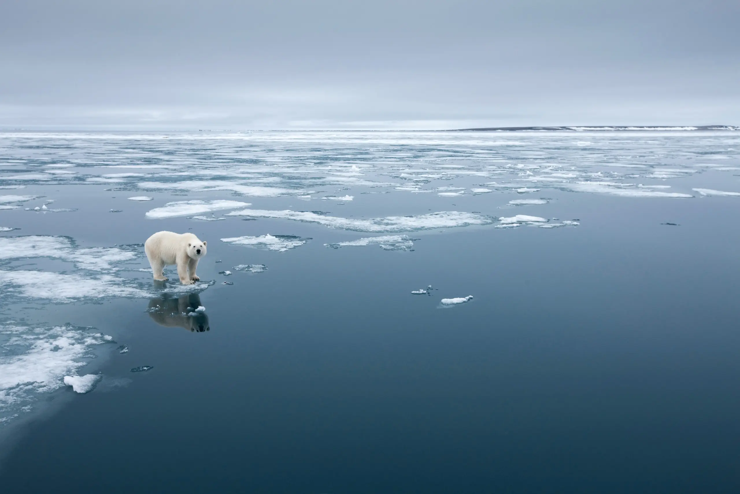 Lone polar bear standing on melting sea ice at the pack-ice edge