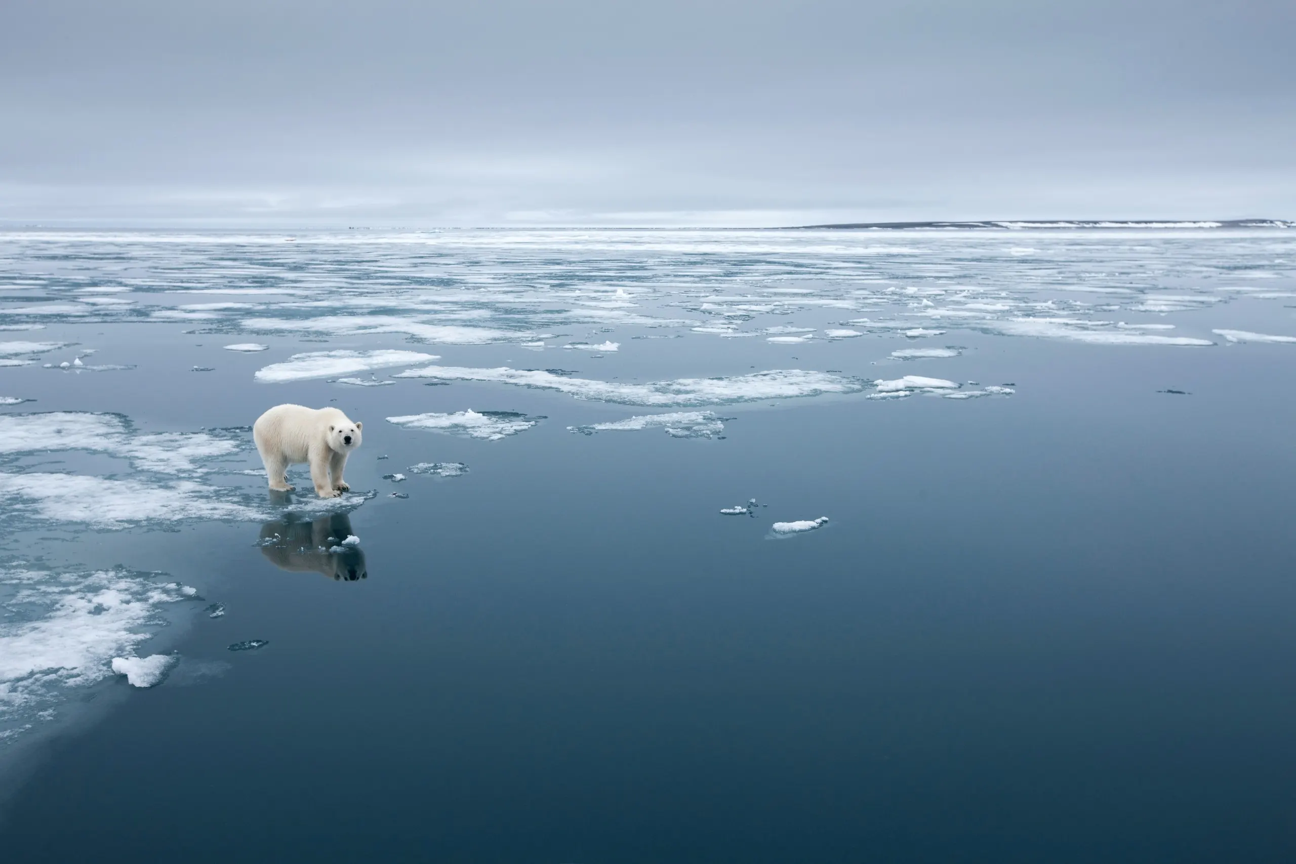 Lone polar bear standing on melting sea ice