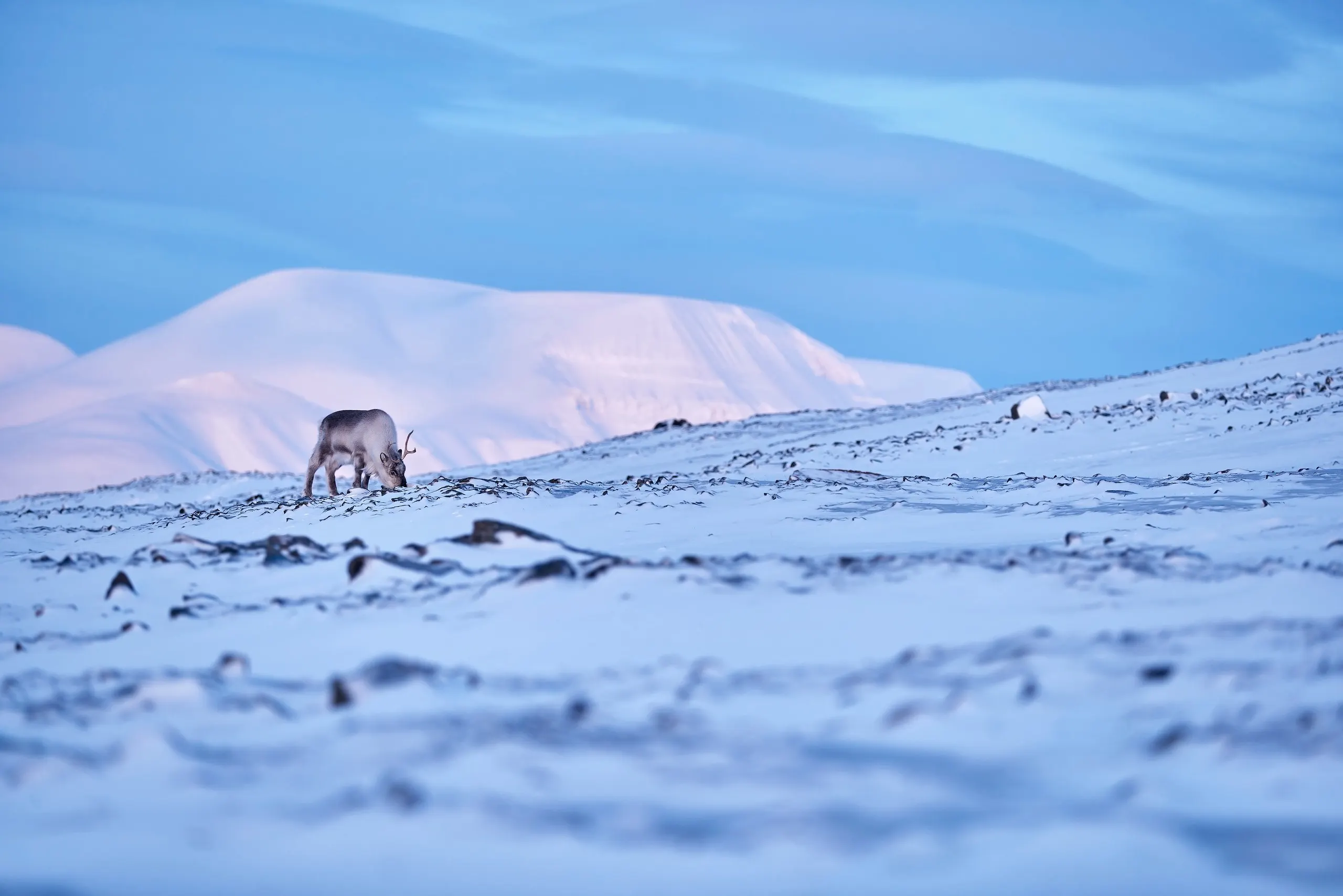 Svalbard reindeer grazing on pastel snow at dawn