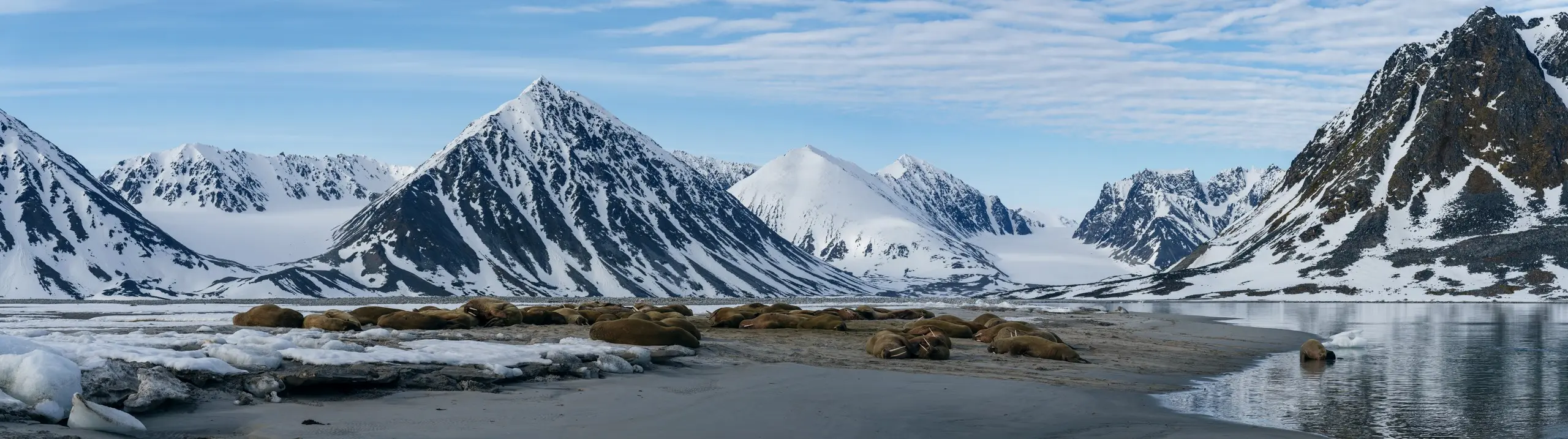 Walrus colony hauled out on a beach below the mountains in summer
