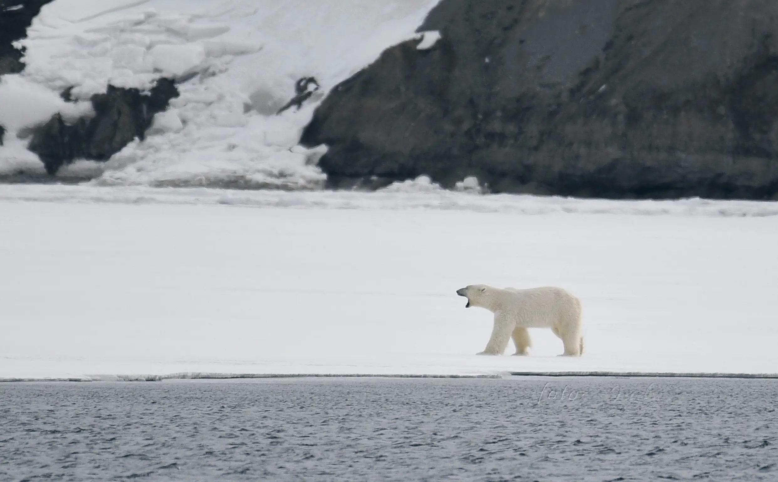 Lone polar bear walking the sea ice below dark cliffs