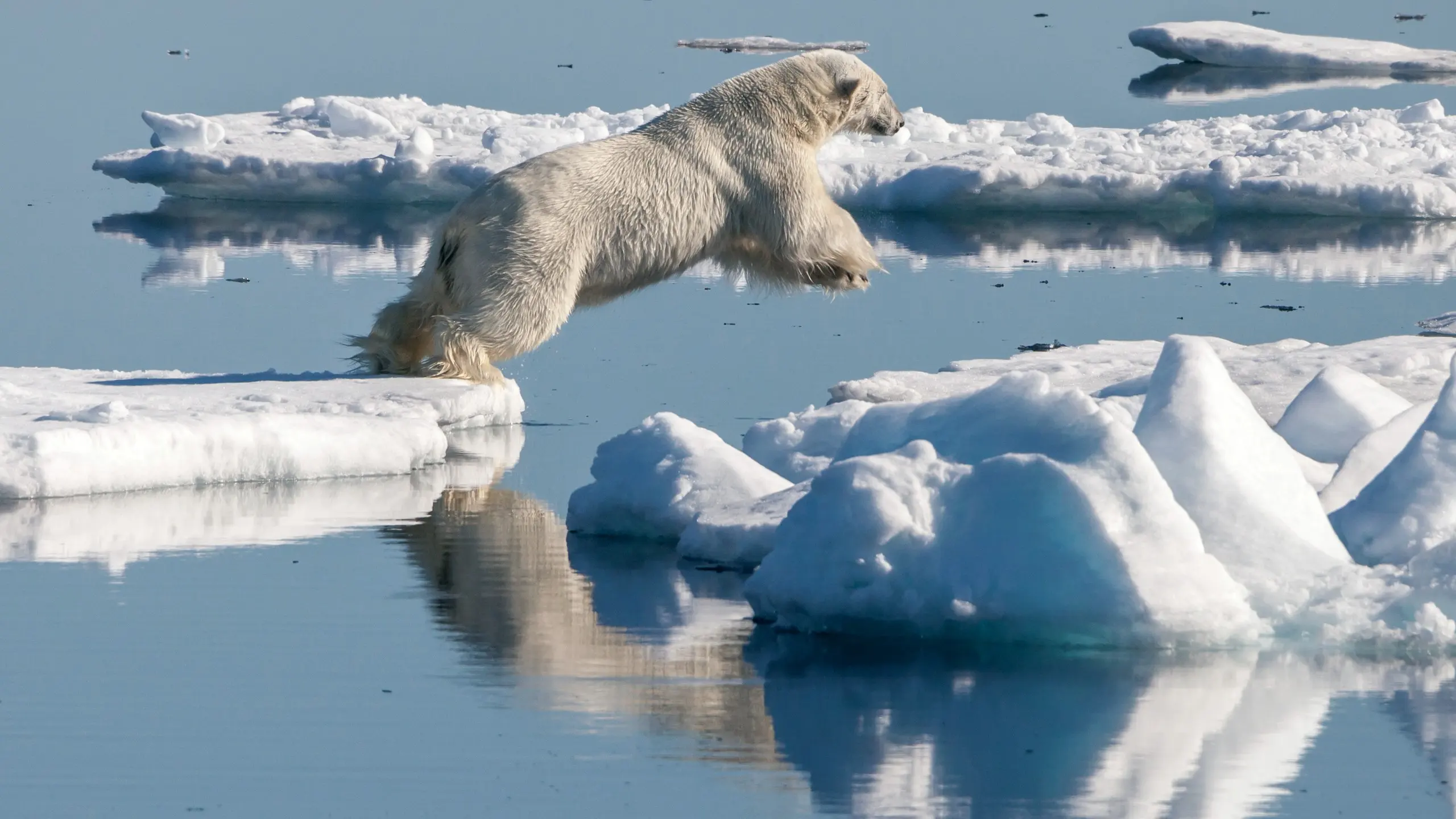 A polar bear on the drift ice