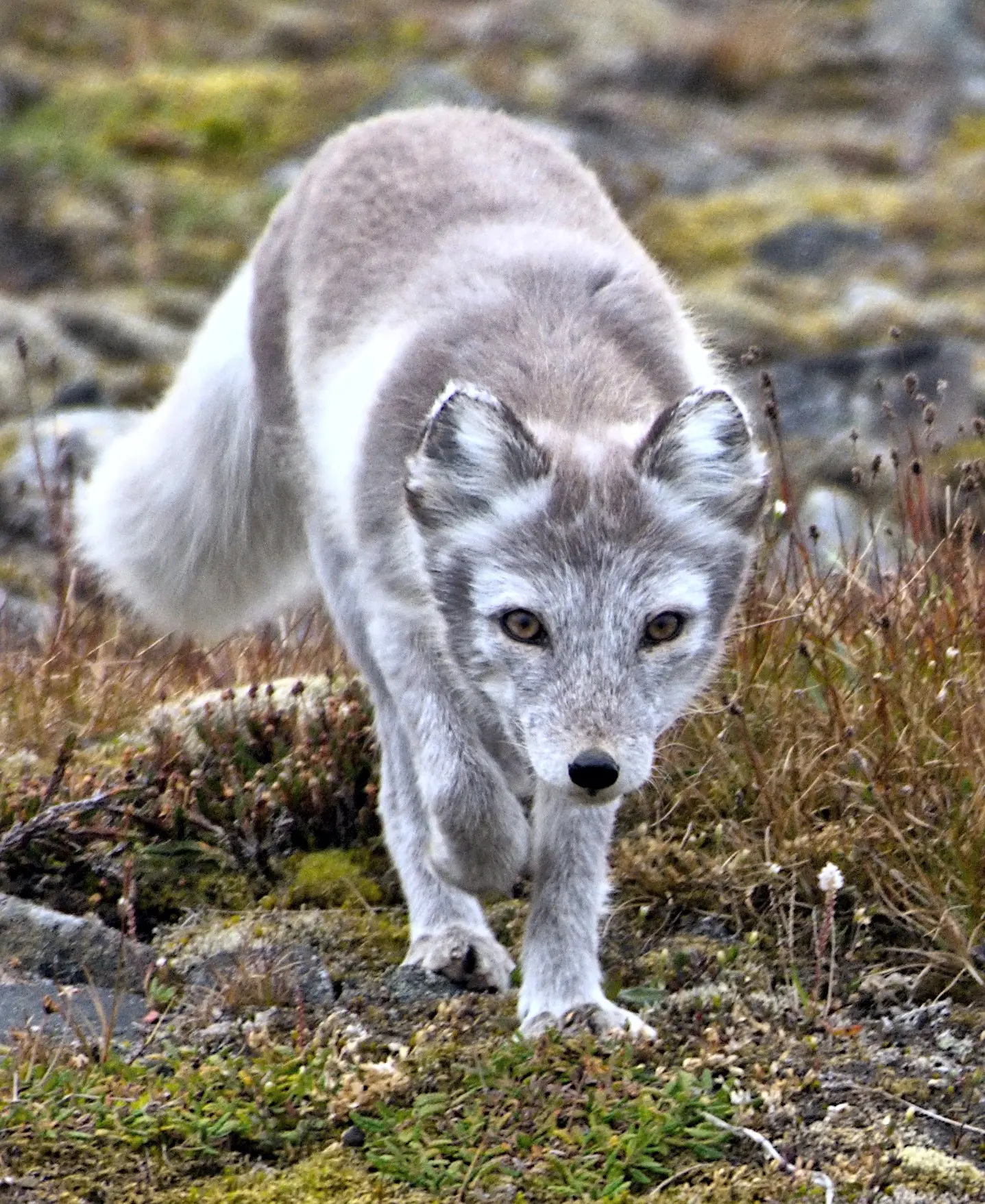 Arctic fox in summer coat walking across the tundra