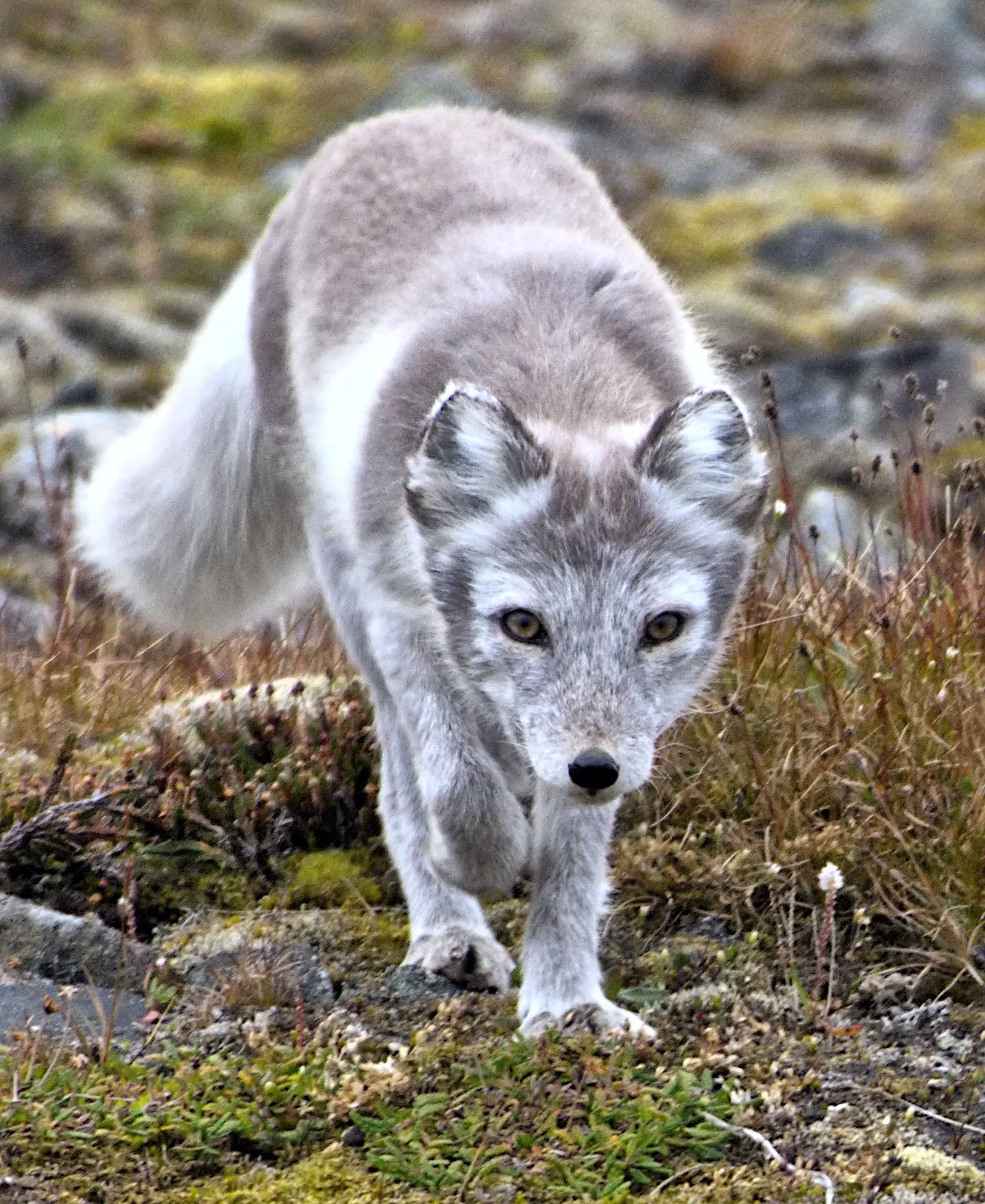 An Arctic fox on the tundra
