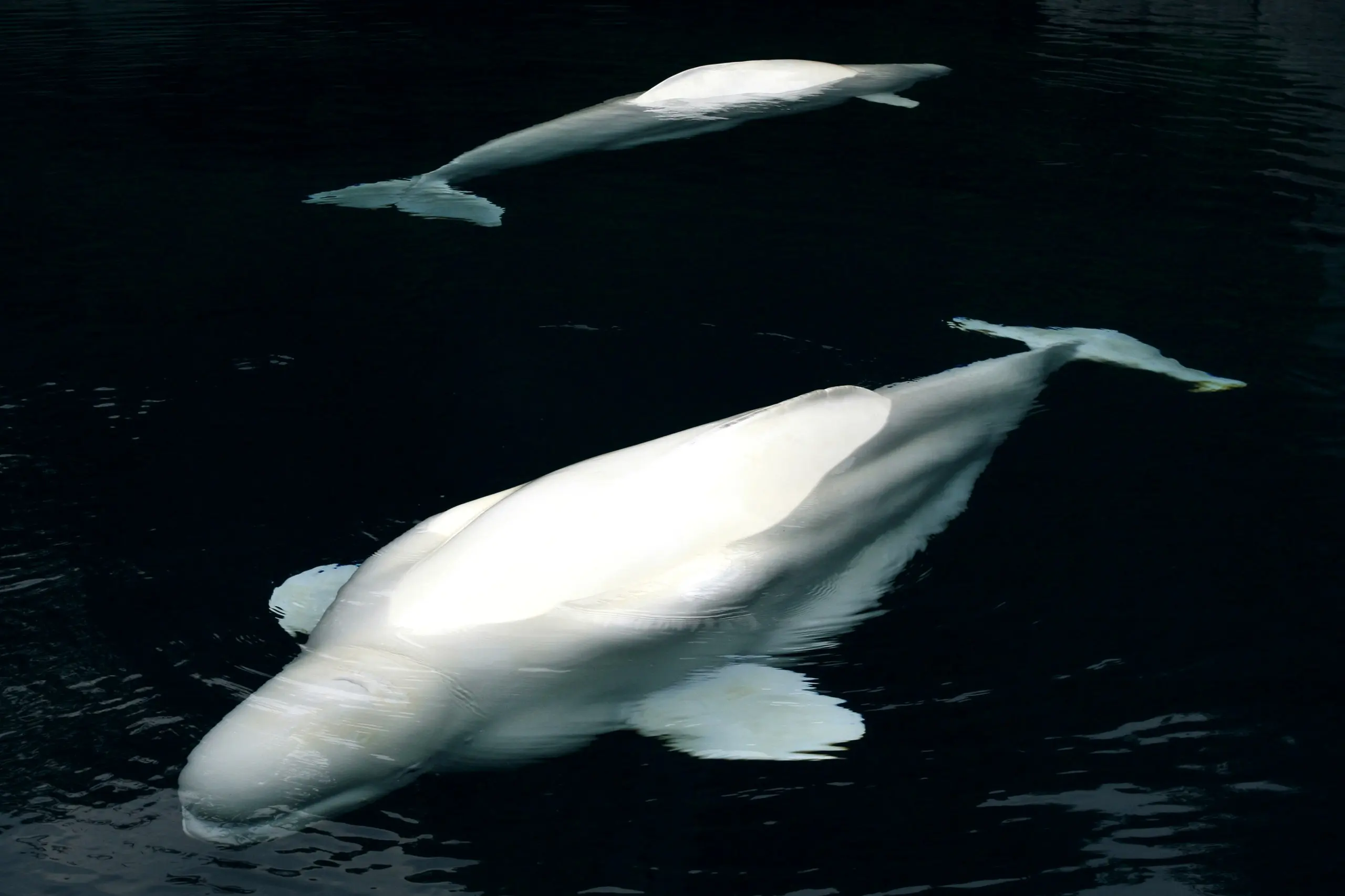 Beluga whales near the surface
