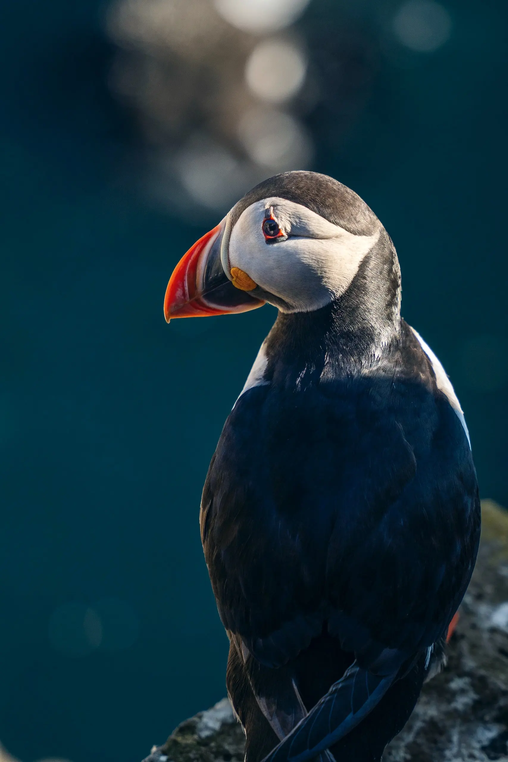 Atlantic puffin perched on a coastal rock