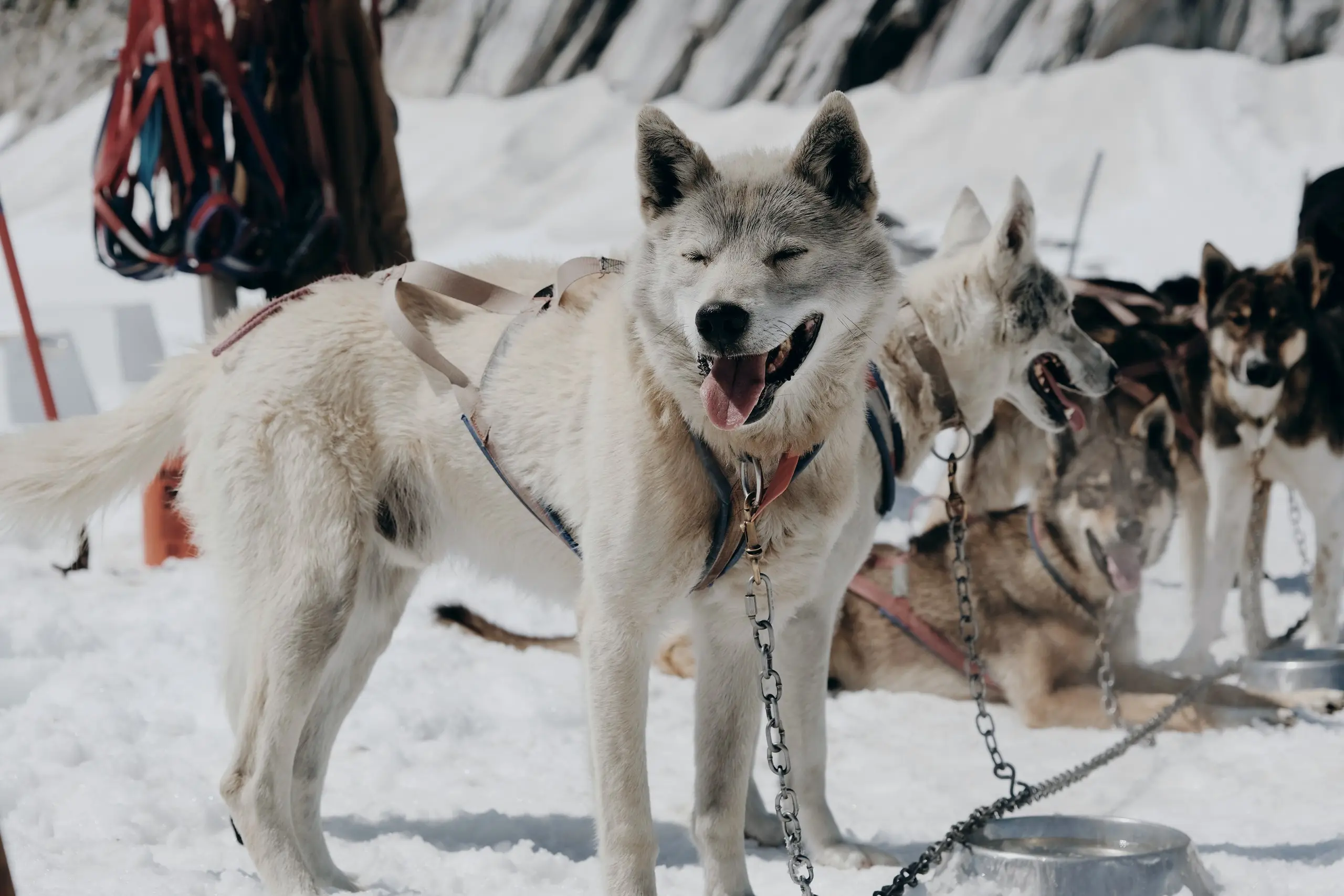 A team of huskies harnessed on the snow, ready to run