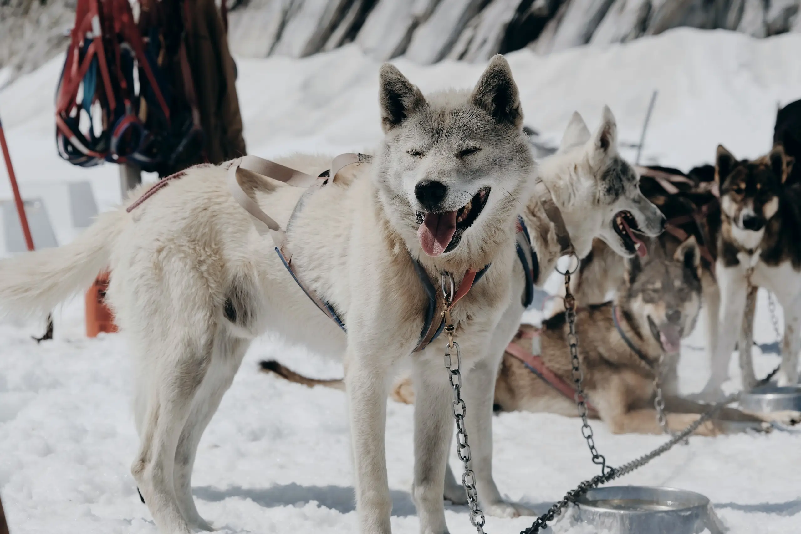 A team of huskies harnessed on the snow, ready to run