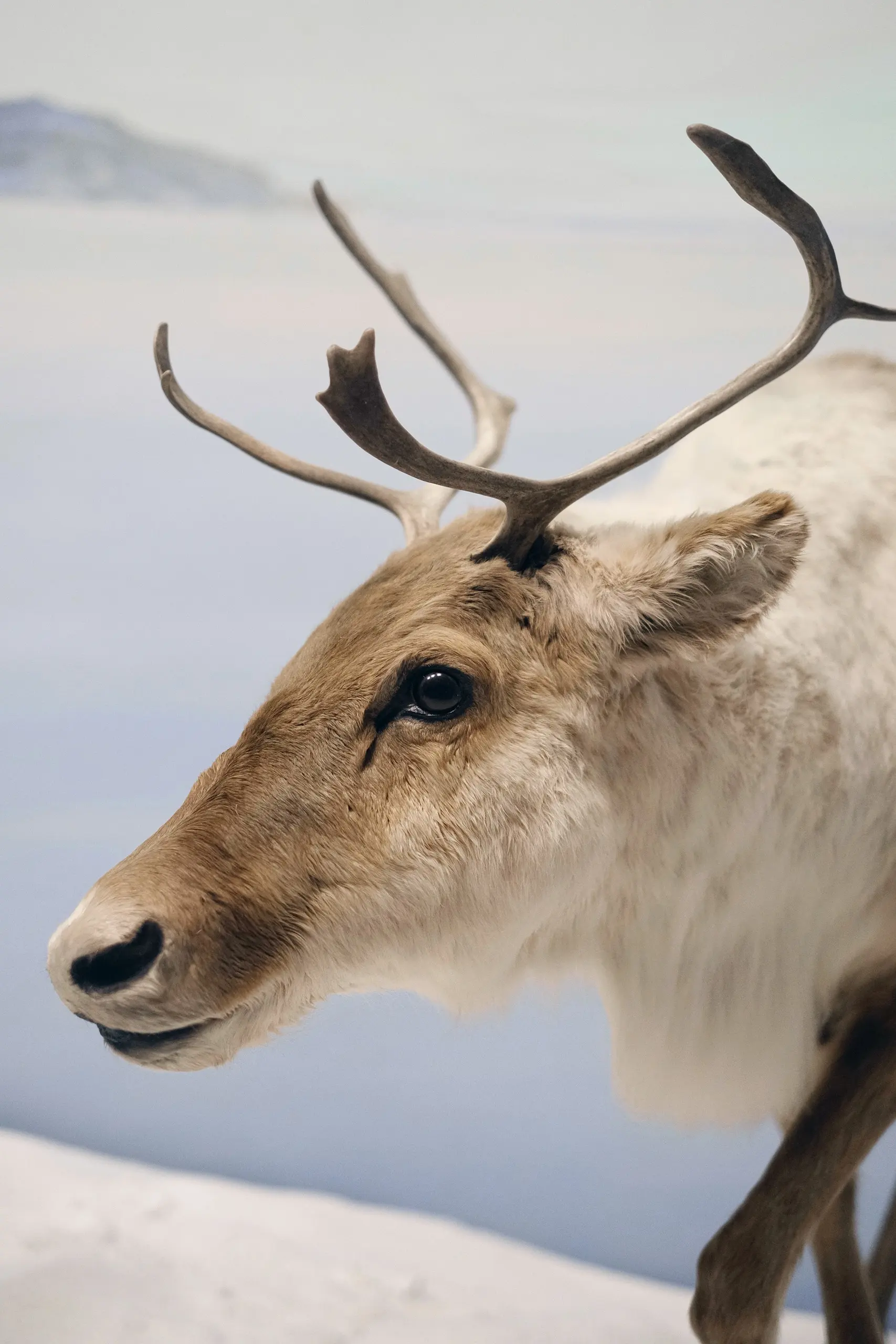 Svalbard reindeer in the snow, close up