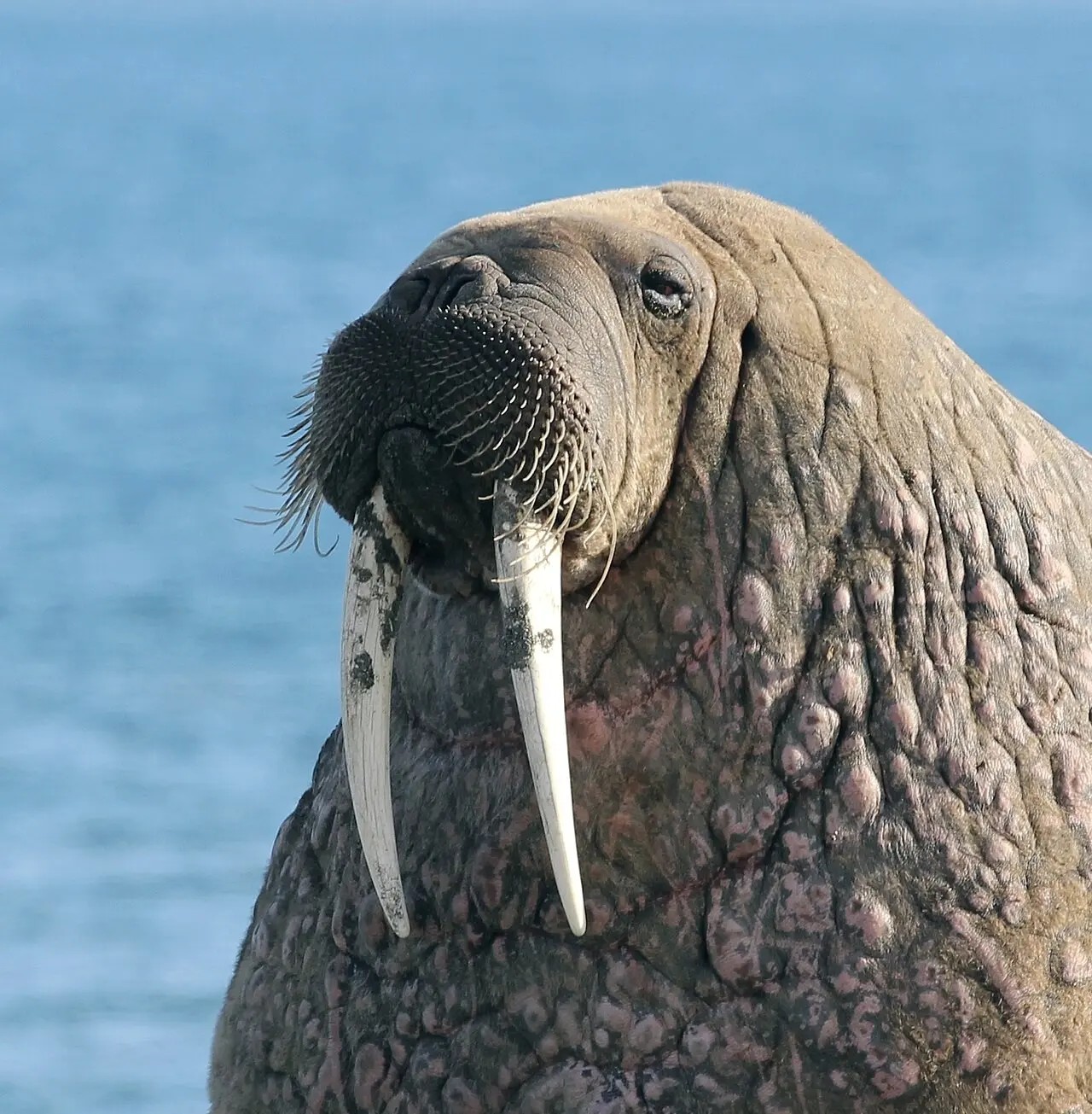 Walrus with long tusks at the water's edge, Svalbard