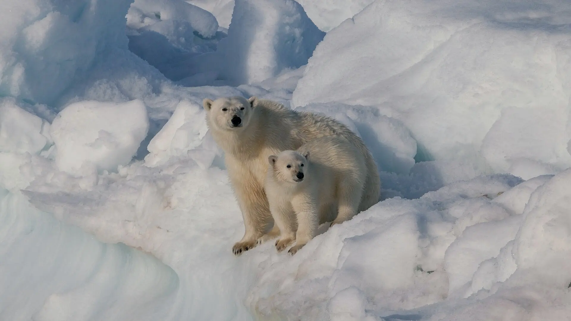 Female polar bear with her cub on the snow, Svalbard