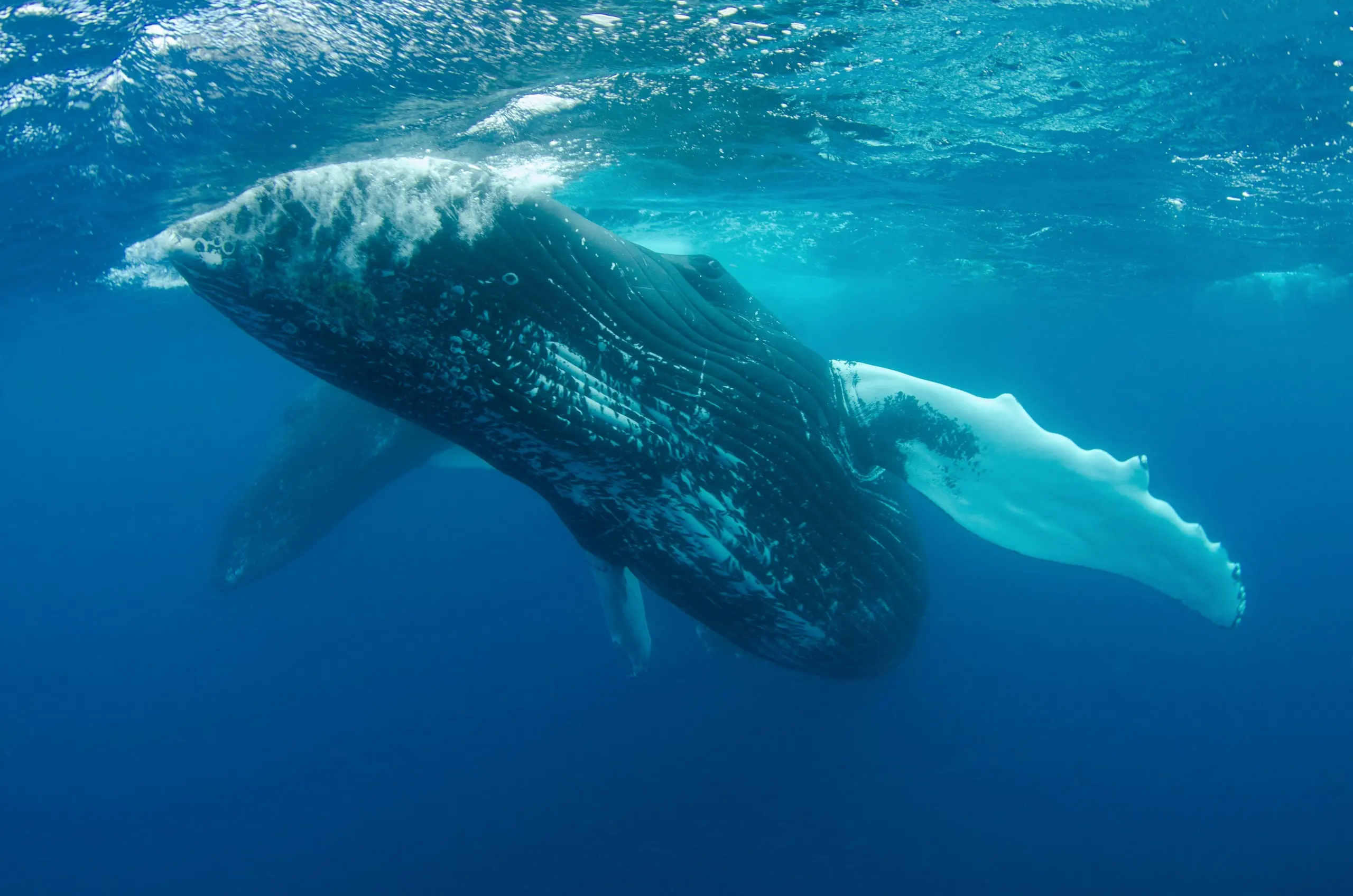 Whale gliding through clear blue water
