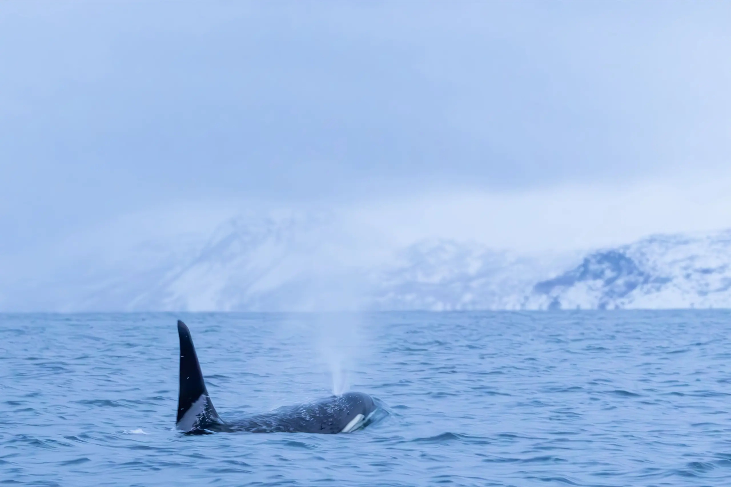 An orca surfacing in a fjord below snow-covered mountains