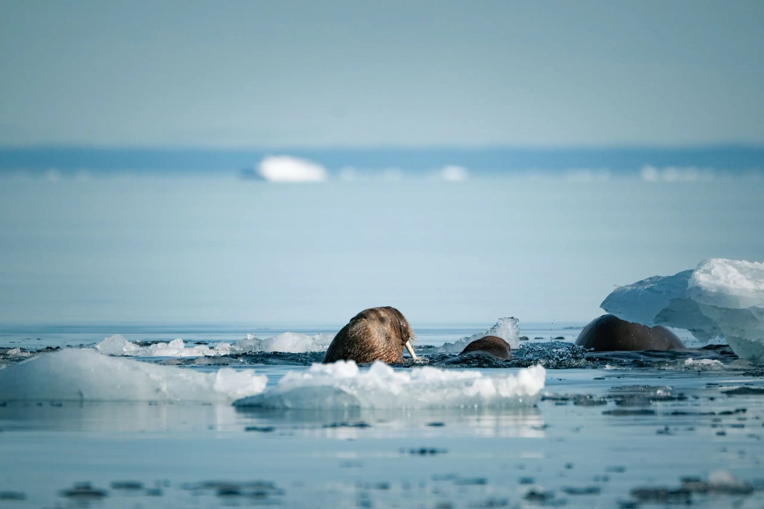 Walrus among drifting ice floes in a calm Arctic sea