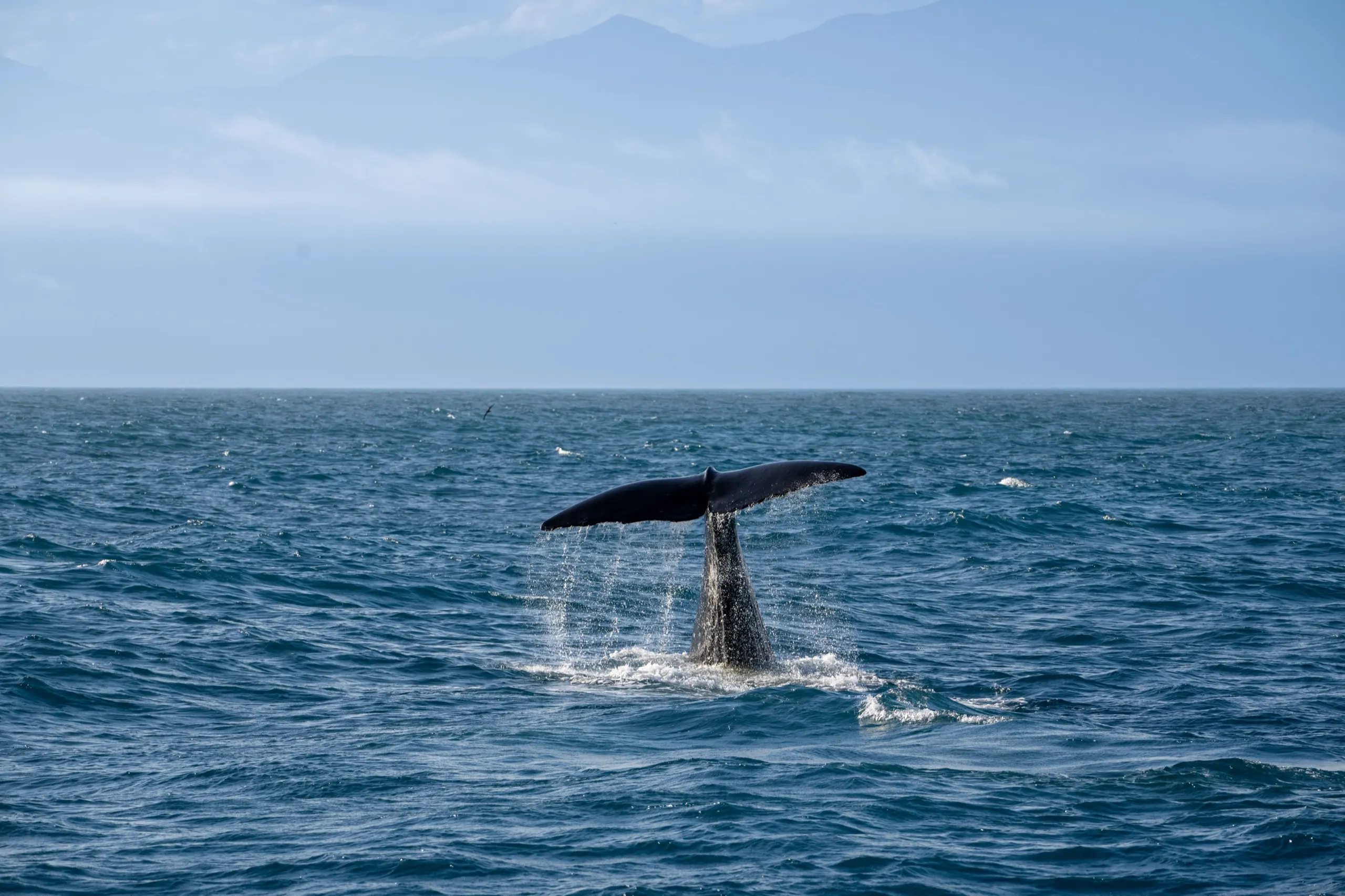 A whale fluke rising from the sea on a boat tour