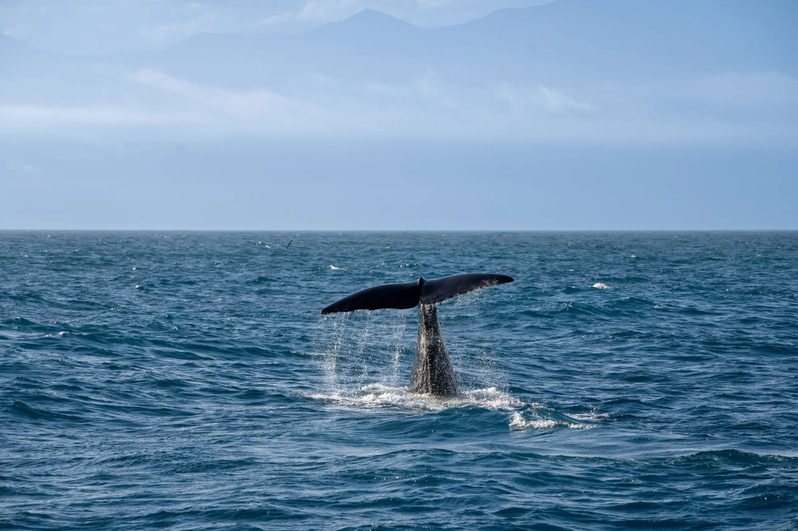 A whale fluke rising from the sea on a boat tour