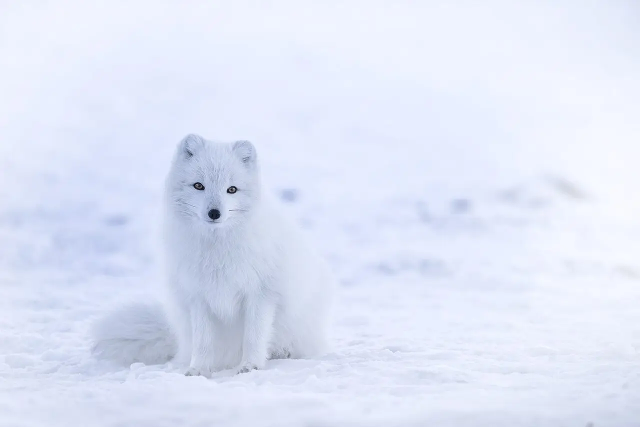Arctic fox on the summer tundra